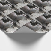 Aonyx cinerea cadeaupapier (Hoek)