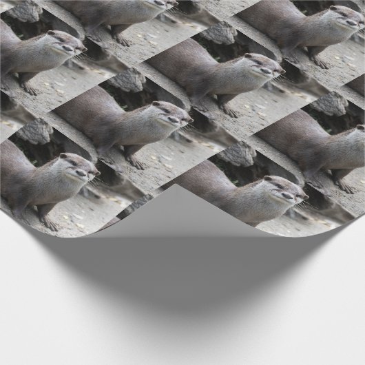 Aonyx cinerea cadeaupapier (Hoek)