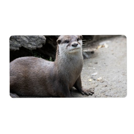 Aonyx cinerea etiket (Voorkant)