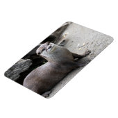 Aonyx cinerea magneet (Linkerzijde)