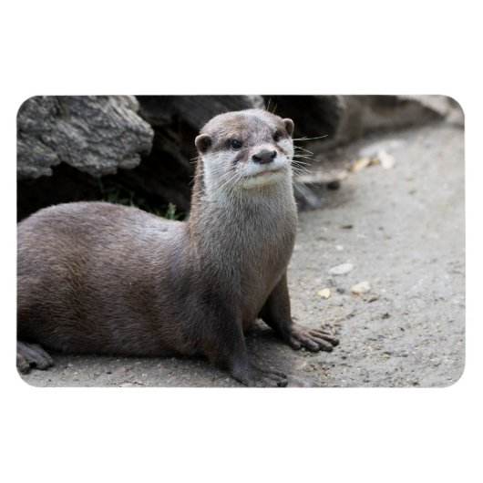 Aonyx cinerea magneet (Horizontaal)