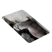 Aonyx cinerea magneet (Rechterzijde)