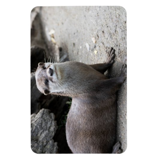 Aonyx cinerea magneet (Verticaal)