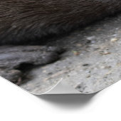 Aonyx cinerea poster (Hoek)