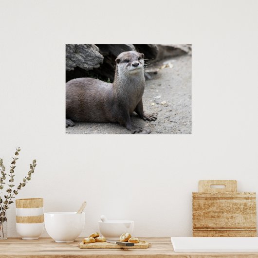 Aonyx cinerea poster (Keuken)
