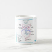 Aortachtige kerken Embryologie DITKI Mok (Center)