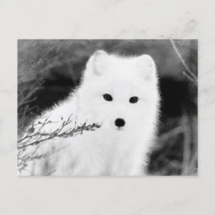 *~* AP18 Twig Fox White Snow Fox Arctic Polar Briefkaart