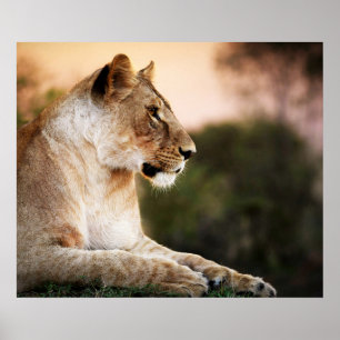 *~* AP23 Artistieke Waterverf Golden LIONESS Artsy Poster