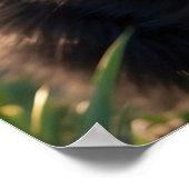 *~* AP68 2:3 Kat Feline Kitten Kat Zwart Zoet Poster (Hoek)