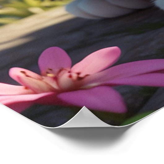 *~* AP68 2:3 Kat katje kitten Kat Tropisch Poster (Hoek)