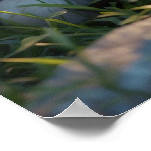 *~* AP68 2:3 Kat katje kitten Kat zoet Schattige Poster (Hoek)