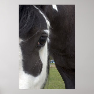 Apache Gypsy Vanner Cob Poster