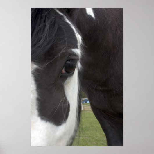 Apache Gypsy Vanner Cob Poster (Voorkant)