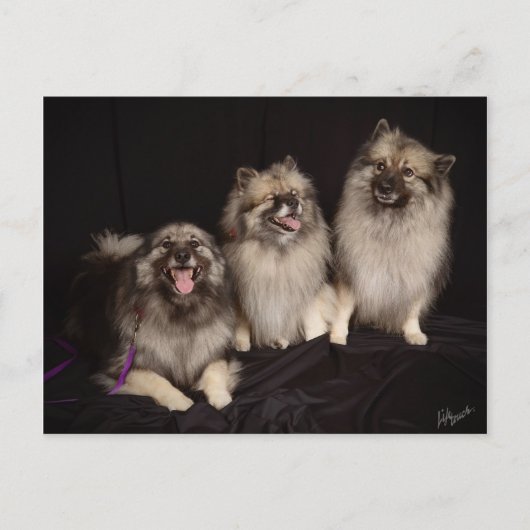 Apache Tells a Joke Briefkaart (Voorkant)