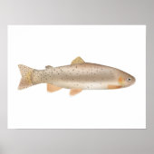 Apache Trout Poster (Voorkant)