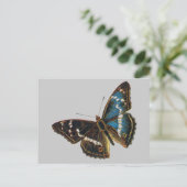 Apatura iris mannetje briefkaart (Staand voorkant)