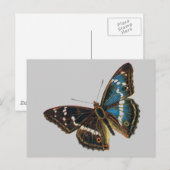 Apatura iris mannetje briefkaart (Voorkant / Achterkant)