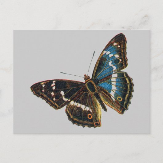 Apatura iris mannetje briefkaart (Voorkant)