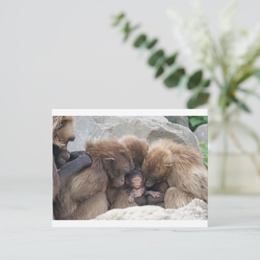 Ape Briefkaart (Staand voorkant)