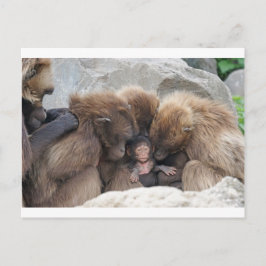 Ape Briefkaart