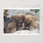 Ape Briefkaart (Voorkant)