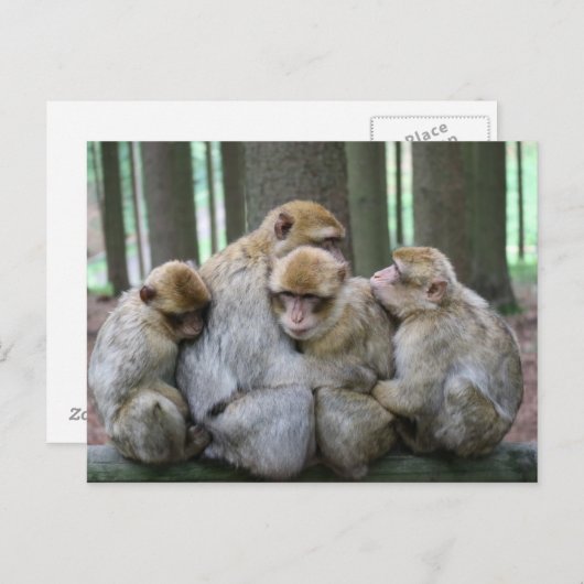 Ape Group Hug Briefkaart (Voorkant / Achterkant)