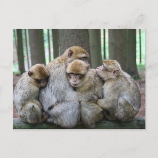 Ape Group Hug Briefkaart (Voorkant)