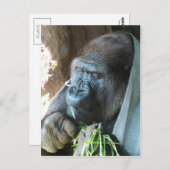 Ape hood ~ Japanse Gorilla Eating Briefkaart (Voorkant / Achterkant)
