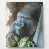 Ape hood ~ Japanse Gorilla Eating Fotoplaat (Voorkant)
