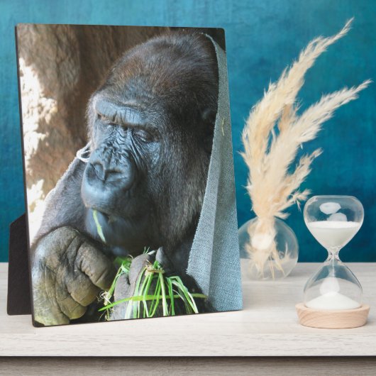 Ape hood ~ Japanse Gorilla Eating Fotoplaat (Zijkant)