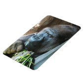 Ape hood ~ Japanse Gorilla Eating Magneet (Linkerzijde)