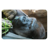 Ape hood ~ Japanse Gorilla Eating Magneet (Horizontaal)