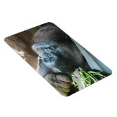 Ape hood ~ Japanse Gorilla Eating Magneet (Rechterzijde)