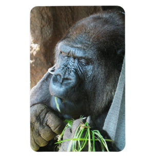 Ape hood ~ Japanse Gorilla Eating Magneet