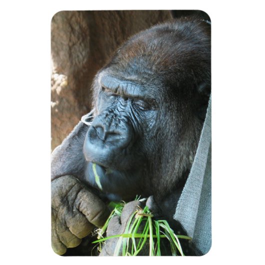 Ape hood ~ Japanse Gorilla Eating Magneet (Verticaal)