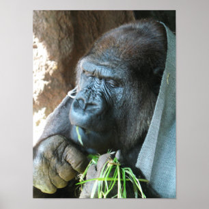 Ape hood ~ Japanse Gorilla Eating Poster