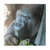 Ape hood ~ Japanse Gorilla Eating Tegeltje (Voorkant)