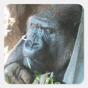 Ape hood ~ Japanse Gorilla Eating Vierkante Sticker
