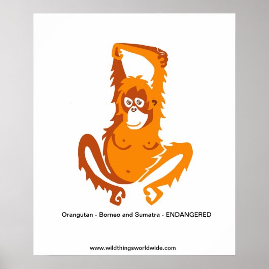Ape - ORANG-OETAN - Bedreigd dier Poster (Voorkant)