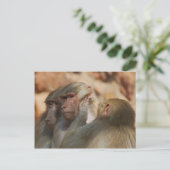 Ape zorgt voor elkaar briefkaart (Staand voorkant)