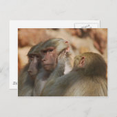 Ape zorgt voor elkaar briefkaart (Voorkant / Achterkant)