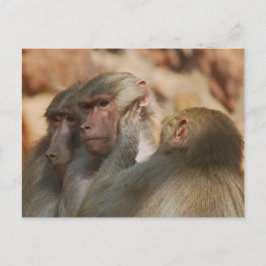 Ape zorgt voor elkaar briefkaart