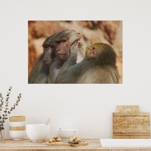 Ape zorgt voor elkaar poster (Keuken)