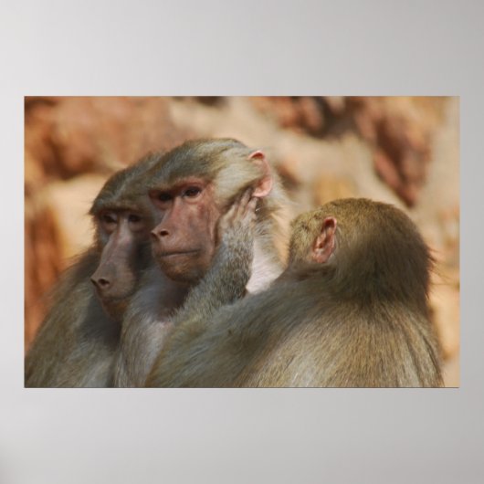 Ape zorgt voor elkaar poster (Voorkant)