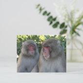 apen briefkaart (Staand voorkant)