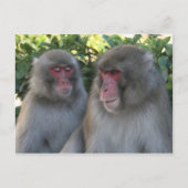apen briefkaart (Voorkant)