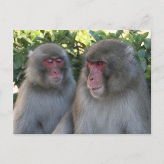 apen briefkaart (Voorkant)