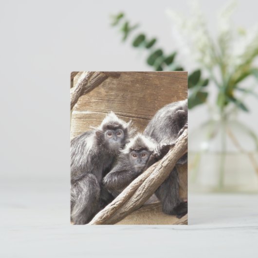 apen briefkaart (Staand voorkant)