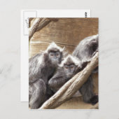 apen briefkaart (Voorkant / Achterkant)