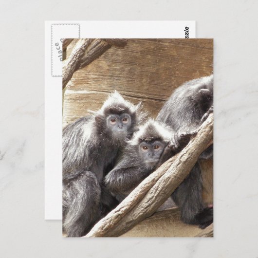 apen briefkaart (Voorkant / Achterkant)